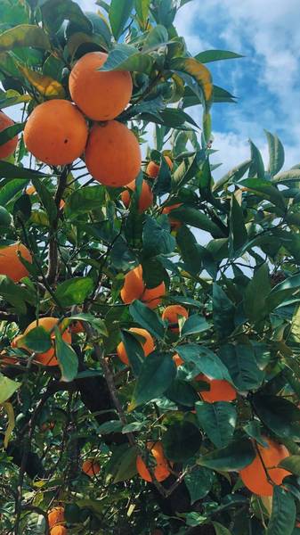 Preview of Wander through an orange grove 🍊