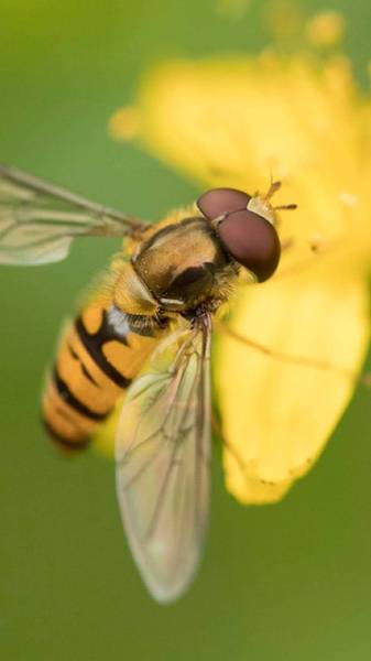 Preview of The Hoverfly Hop