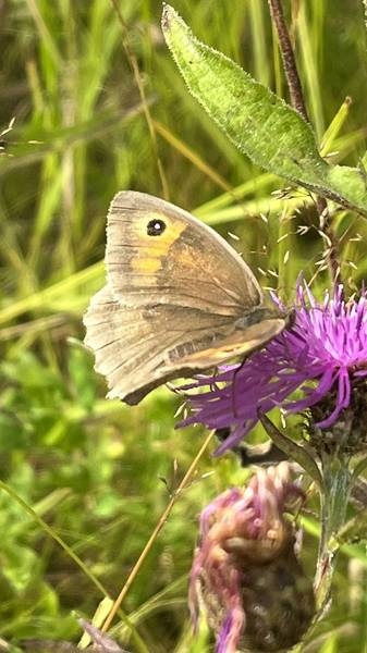 Preview of Fernbrae Meadows Butterfly Walk