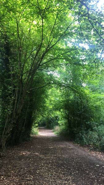 Preview of Selsdon wood nature reserve