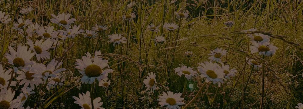 Preview of Sunshine Challenge