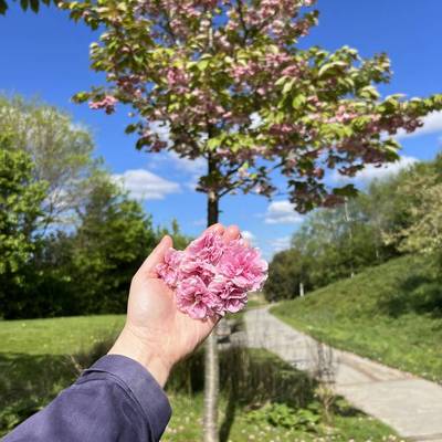 See our The Big Blooming Walks collection