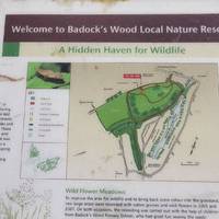 Look out for the map of Baddock Wood.