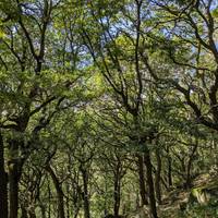 Follow the path down some steps into the woods