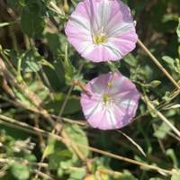 Look for out plants along the way like these bindweed flowers.