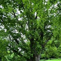 Notice the giant trees along the way. Now is your moment to soak up the joy and peacefulness that the greenery and nature brings.