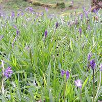 During spring and early summer, the woodland brims with the sight and smell of bluebells.