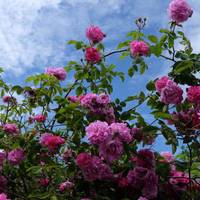 Pass the roundabout to Coldham’s. Are there scented flowers? Some Flowers release different scents at different times during the day.