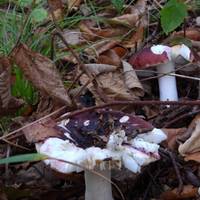These mushrooms are called Purple Brittlegills 🍄