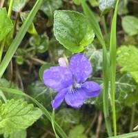 Walk straight on but look around! Some of our woodland flowers are tiny like this violet.