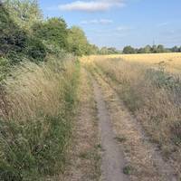 Head across the wheat field. The path curves to the right up ahead. Follow the tracks through the grass with the river to your left.