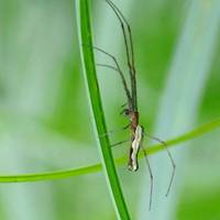 The living roof has long grass and wildflowers for grasshoppers, crickets, spiders and beetles to forage and shelter.