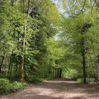 Welcome to this walk around Leigh Woods. It’s a steady loop around the woods, full of nature, wildlife & history.