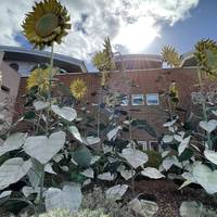 Take a moment to appreciate the wonderful sunflower sculptures. These were created by apprentices from the Camelia Botnar Foundation.