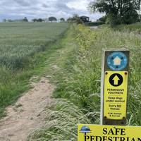 On your left the footpath takes you into a wheat field to stay off the road