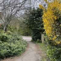 Cross Lime Trees Road.