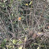 Look out for friendly robins by the benches.