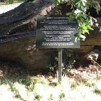 Queen Elizabeth’s Oak has an interesting historical story