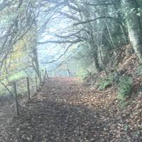 The riverside walk offers a gentle stroll through the woods first 