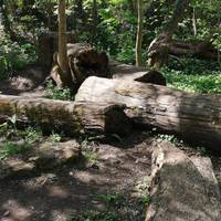 Have a go at balancing along these fallen logs to the right of the path. Look out for the Artists Conk toadstools on the large stump. 🪵 🍄