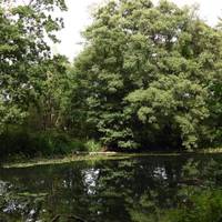 The dam is one of the most historic areas of the estate... So when you're wandering past, remember that tudors once stood in the same spot.