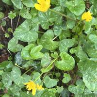 The flowers of lesser celandine are waiting for the sun to burst open wide!