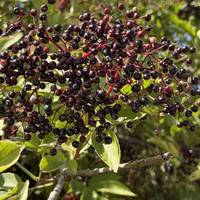 You’ll find lots of lovely plants and wildlife across the park. These deep purple berries are elderberries.