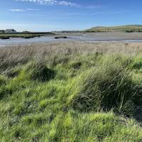 The marsh habitat here is important for so many species. Can you hear the bird song?