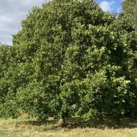 A few steps beyond the first bench you will see this oak tree, a typical example with a broad and spreading crown