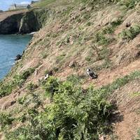 There are 100ish steps from where the boats docks to the first path. You’ll hopefully be greeted with lots of birds like we were.