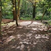 As you enter the woods, you'll leave the busy hospital environment behind and step into a peaceful green space.