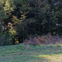 Look for the first rubbing post on the edge of the trees