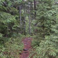 If you ever get the chance to come to the woods of Sweden, take it. We decided to head out one summer Sunday for a hike along small paths. 
