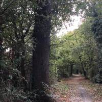 This woodland strip is much narrower and the flora becomes less diverse here. 