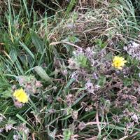 Even in winter there are still flowers to be found. This is bristly ox tongue, a common flower of rough grassland.