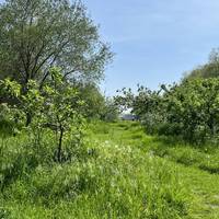 Pass by the Hackney Downs Community Orchard