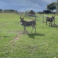 Donkeys were spotted in one of the fields on Victoria Road.