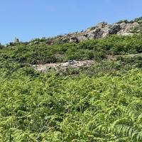We headed right on the smaller path and saw a family of Oystercatchers on this rocky outcrop with 2 chicks.