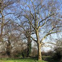 In just a few minutes you’ll find yourself on Wanstead Flats, part of Epping Forest. Follow the path behind the gate 🌳