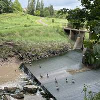 The ducks like to congregate on the weir
