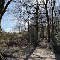Take the second path to yiur right to walk into the woodland area of the common.