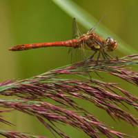 Did you know, dragonflies have four wings that they can move independently? This makes them master aviators!