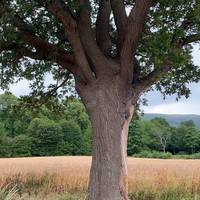 Keep on walking through the field and look at this lovely oak tree on your right.