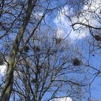 Rooks nest in colonies, using the same trees for many years!