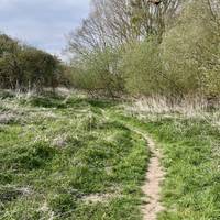 Until you enter a copse.