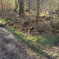 Don’t miss the split in the trail, head into the clearing for a playful pause.