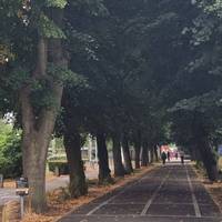 Step 5. Continue south along the tree lined pedestrianised area.
