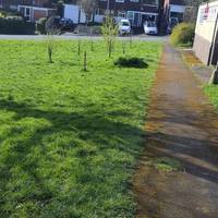 Fruit trees coming into blossom