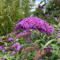 Lovely gardens lie ahead. This is butterfly bush, known for its distinctive bright purple flowers. Don’t confuse it with lilac!