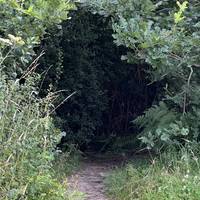 Through the tunnel of trees.